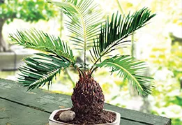 Пальма Sago Пальма Sago